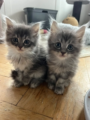 Wunderschöne Maine Coon Kitten