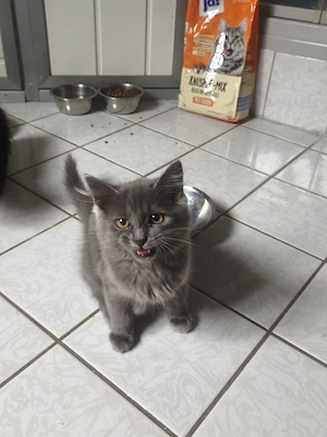Babykatzen, Kitten, Katzenbaby