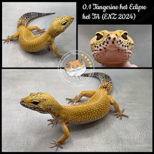 Leopardgecko Tangerine 0.1