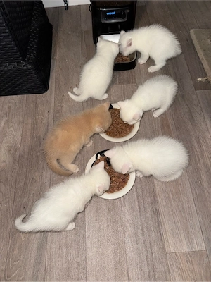 6 süße BKH-Kitten suchen ein liebevolles Zuhause