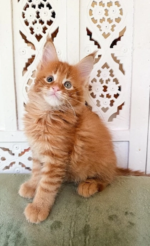 Kastrierte Maine-Coon-Kätzchen (männlich und weiblich)