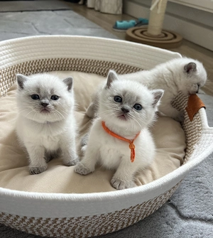 Reinrassige BKH Kitten
