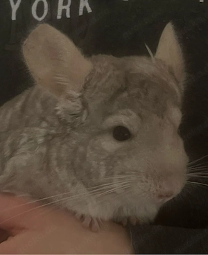 2 männliche Chinchilla 