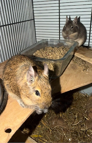 3 weibliche Degus 