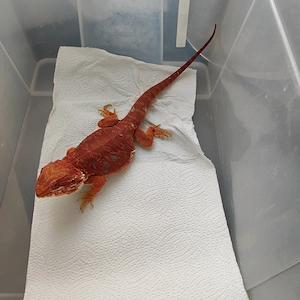 Bartagamen Männchen 