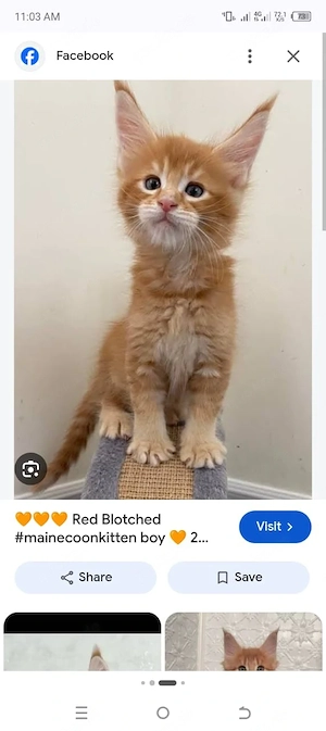 Lebhafte männliche und weibliche Maine-Coon-Kätzchen