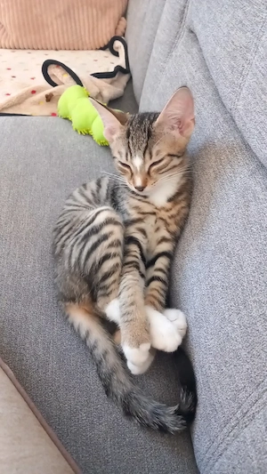 Süßer EKH-Kater ( 3 Monate ) sucht ein liebevolles Zuhause