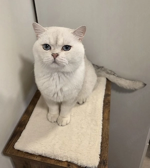 Deckkater Amadeus 
