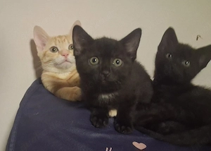  Schwarz blaue Kartäuser Mix Babys 