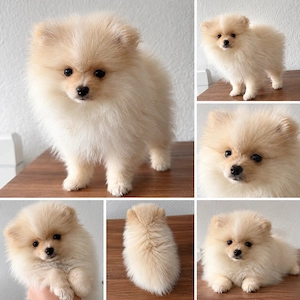 Pomeranian Zwergspitz Hündin liebevolles Zuhause gesucht