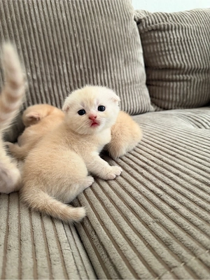 süße kitten