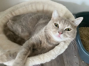 BKH Katze lilac tabby reinrassig
