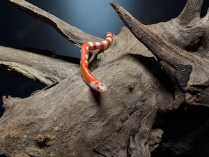 Lampropeltis ruthveni albino   Ruthvens Königsnatter albino