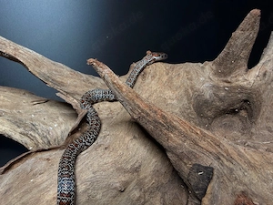 Lampropeltis mexicana   Mexikanische Königsnatter