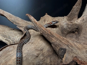 Lampropeltis mexicana   Mexikanische Königsnatter