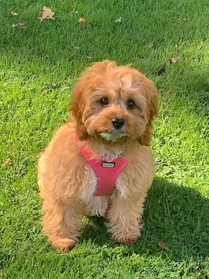 Unsere kleine Cavapoo-Prinzessin sucht ihr Für-immer-Zuhause 