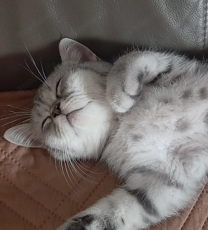 Nur noch 2 Jungs!  BKH British Kurzhaar Katzen 