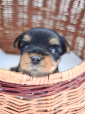 Yorkische Terrier Welpen