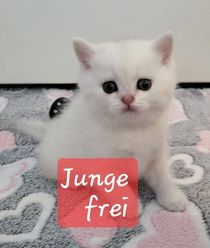 bkh kitten mit Stammbaum 