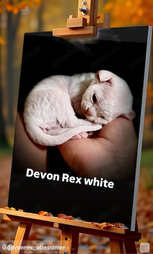 Devon Rex Kitten Katrzen Gechippt Geimpft Stammbaum 