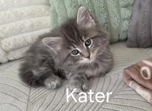 Süße Maine Coon Mietzen