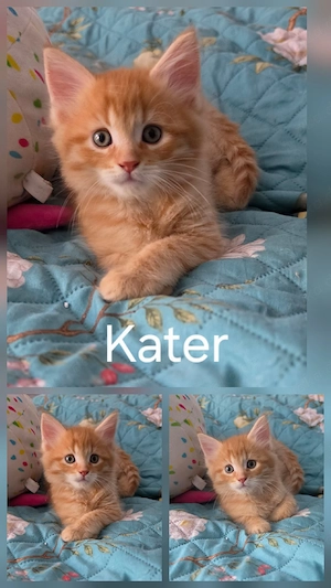 Süße Maine Coon Mietzen