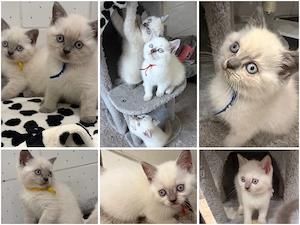 Nur noch 4 BKH Kitten Abgabebereit 