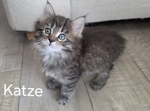 Süße Maine Coon Mietzen