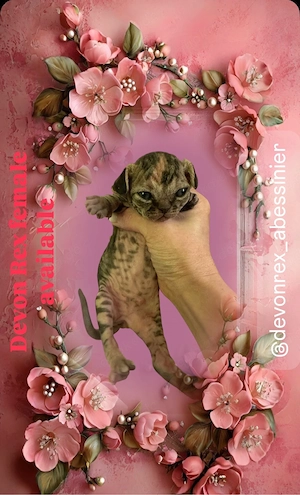 Devon Rex Kitten Katrzen Gechippt Geimpft Stammbaum 
