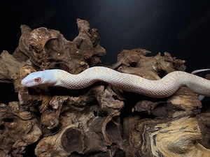 Pituophis catenifer sayi   Bullennatter Hypo WS-Albino