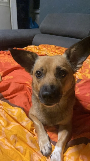 Mischling 2 jahre alt 
