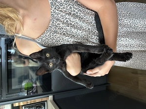 Kitten Junge abgabebereit sofort BKH BLH schwarz 