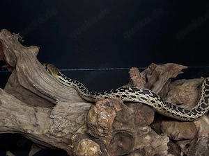 Pituophis catenifer annectens   Bullennatter