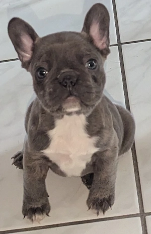Französische bulldogge 