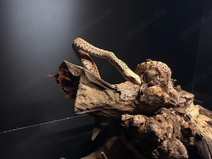 Pituophis catenifer sayi   Bullennatter 