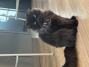 BLH Katze weiblich schwarz 