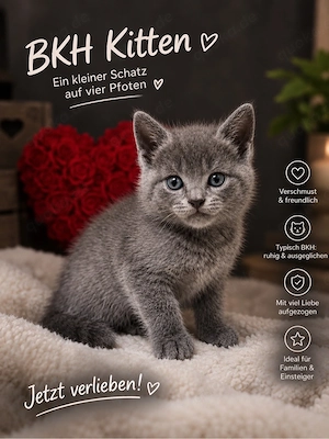 6 bkh kitten demnächst abzugeben 