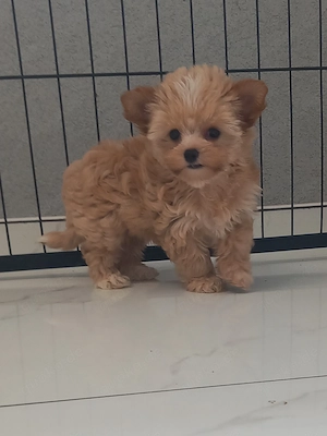 Golddust Yorkshire Terrier Hündin