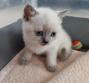 BKH-Kitten (männlich)