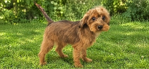 Yorkie mix hündin 