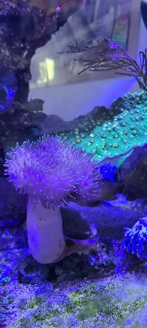 meerwasser Aquarium korallen paket 