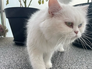 Katze Perser-Mix 