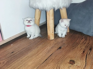 Britisch kurzhaar Kitten 