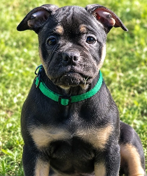 Alternativ Bulldogge welpe Diva