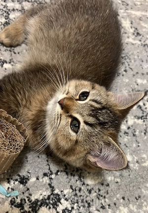 Wunderschöne Britisch Kurzhaar Kitten (Golden Tabby) suchen ein neues Zuhause