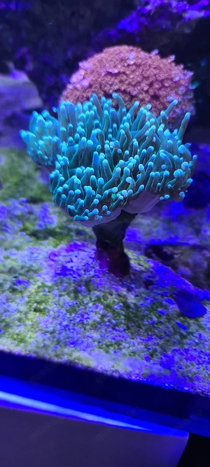 euphyllia 