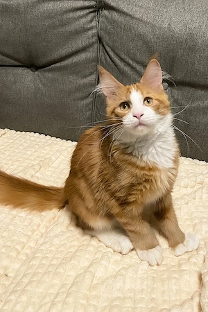 Wunderschöne, 4 Monate alte Maine Coon sucht ein Zuhause für immer.   