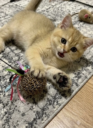 Wunderschöne Britisch Kurzhaar Kitten (Golden Tabby) suchen ein neues Zuhause