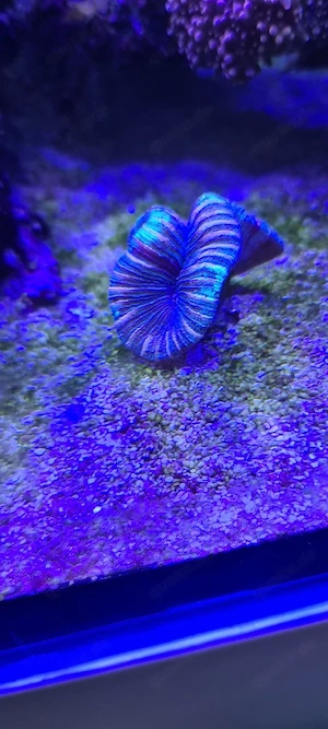 meerwasser Aquarium korallen 