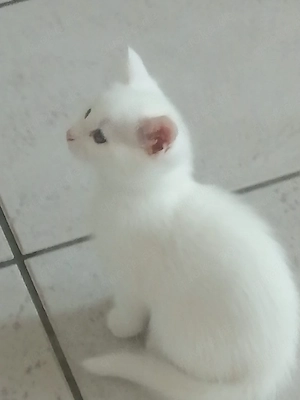 süses katzenmädchen sucht Ihre neue Familie